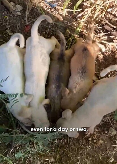 A família canina foi encontrada à beira da estrada.