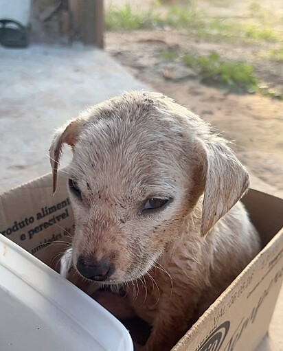 O cachorrinho foi resgatado e, posteriormente, levado ao veterinário.