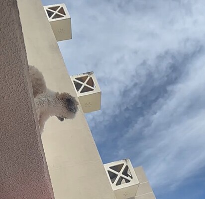 O cachorro tinha achado uma brecha na tela de proteção da varanda.