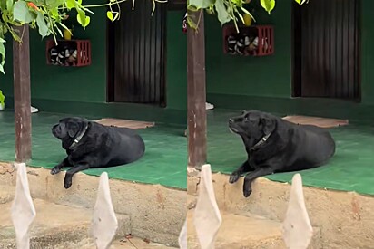 Tô passando fome!: Cão entra em dieta e ganha placa alertando para que não caiam em sua lábia