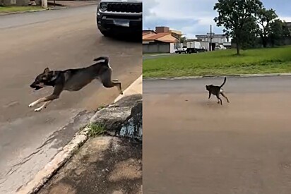 Conheça Pé Duro: o cachorro vira-lata que só mora com seus donos porque o portão é fechado.