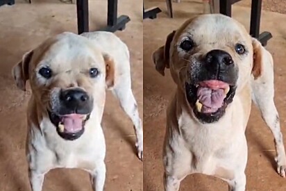 Era um dia de trabalho comum, até rapaz ficar cara a cara com cão de guarda idoso, banguela e corajoso 