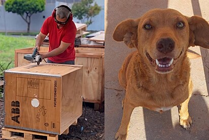 Animais sem teto agradecem de forma emocionante a caminhoneiro que dedica sua vida para construir casinhas