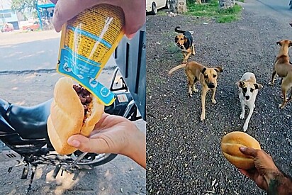 Família de padeiros circula pelas ruas distribuindo pães com recheio especial para cães sem lar