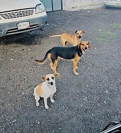 Os cães felizes, esperando pelo pão.