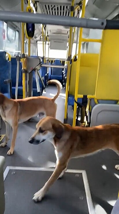 Caramelo 1 e Caramelo 2 são dois irmãos vira-latas que pegam o transporte coletivo todos os dias.