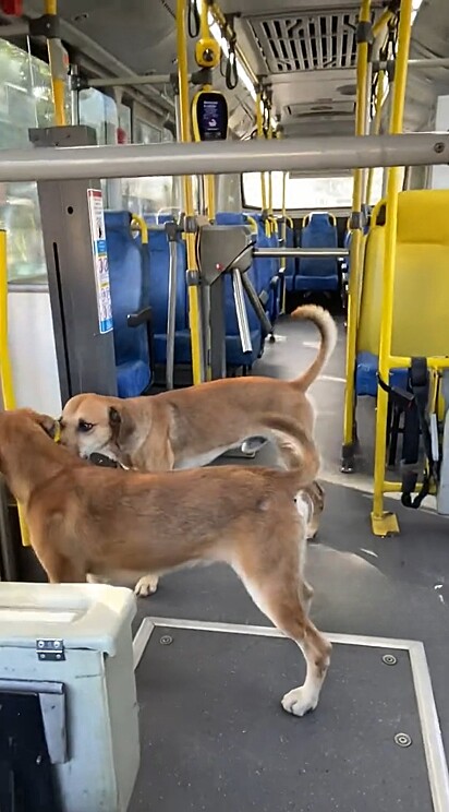 A dupla foi adotada comunitariamente por alguns motoristas do ônibus.