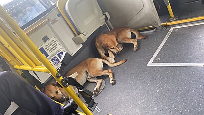 Os dois irmãos são amados por todos que cruzam seu caminho diariamente.