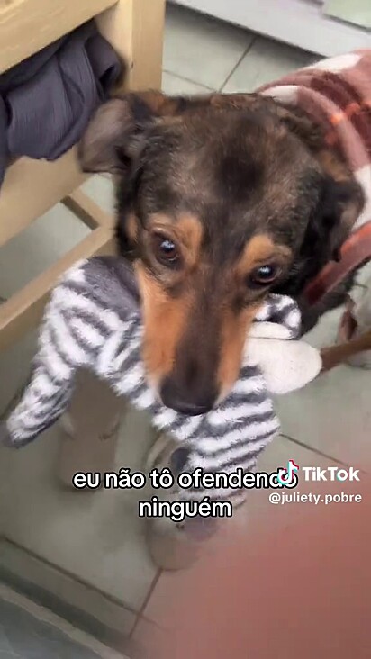 A cachorrinha rouba meias esquecidas dentro dos tênis.