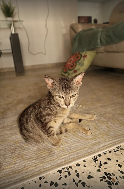 O gatinho estava com alguns machucados pelo corpo.