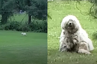 Cão com pelos emaranhados fugiu de todos por 2 anos — até mudar de ideia.