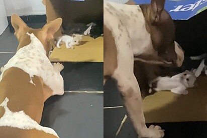 Tutora deixa cão pitbull sozinho com filhotes de gato e flagra cena inusitada