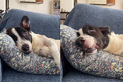 Cachorrinho pede canção de ninar e tem reação emocionante segundos depois.