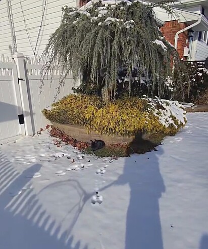 Ao que tudo indicava, o coelho havia sido cruelmente abandonado na neve.