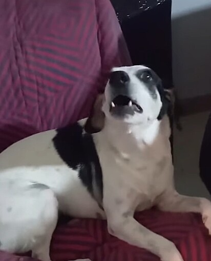 Febrinha é uma cachorrinha muito vocal.