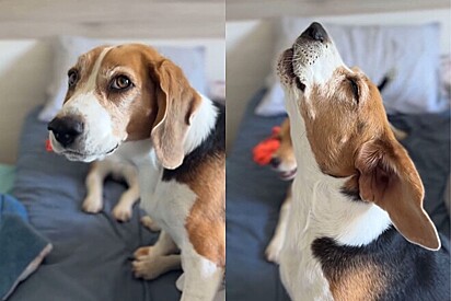 Tutor pergunta aos cães onde eles desejam passar o Natal e a resposta gera muitas risadas.