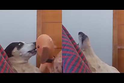 Cachorrinho faz drama inacreditável ao ver o que acontecia com seu melhor amigo de pelúcia