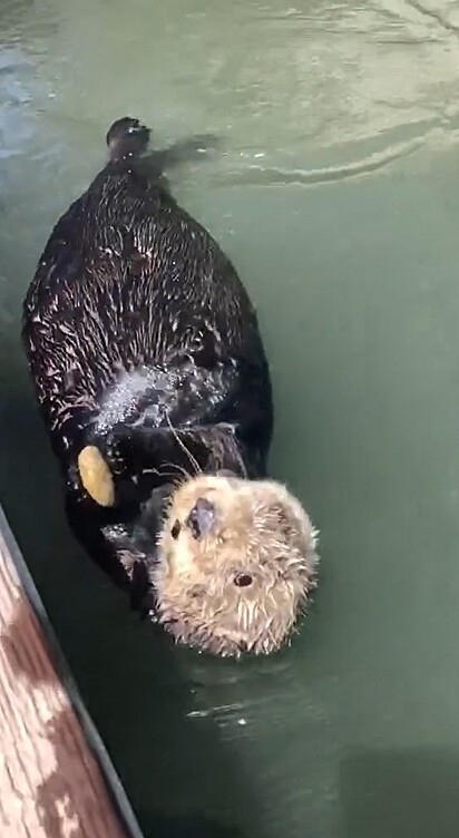 A lontra estava nadando, quando se aproximou de um pescador que a observava.