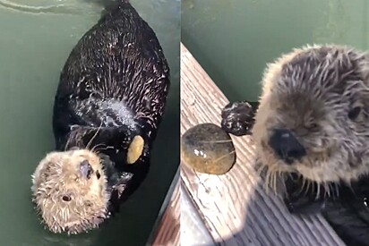 Lontra marinha amigável nada até pescador para exibir seu bem mais precioso.