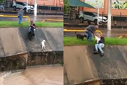 Amigos avistam 2 cães precisando de ajuda em córrego e resolvem tomar atitude.