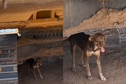 Cadela resgatada do calor escaldante agora vive uma vida dos sonhos