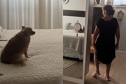 Vídeo mostra como está a bisa que mandou levar cachorrinha de pelos dourados embora.