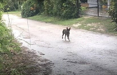 A vira-latinha surgiu do meio do mato e saltou para a estrada, chamando a atenção das duas irmãs.