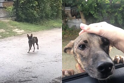 Cachorrinha para mulheres e insiste para que elas a sigam mata adentro - pet tinha algo a revelar.