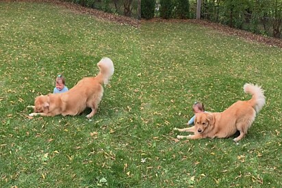 Cão golden retriever se empolga ao fazer bebê rir - mas o que acontece a seguir pega todo mundo de surpresa