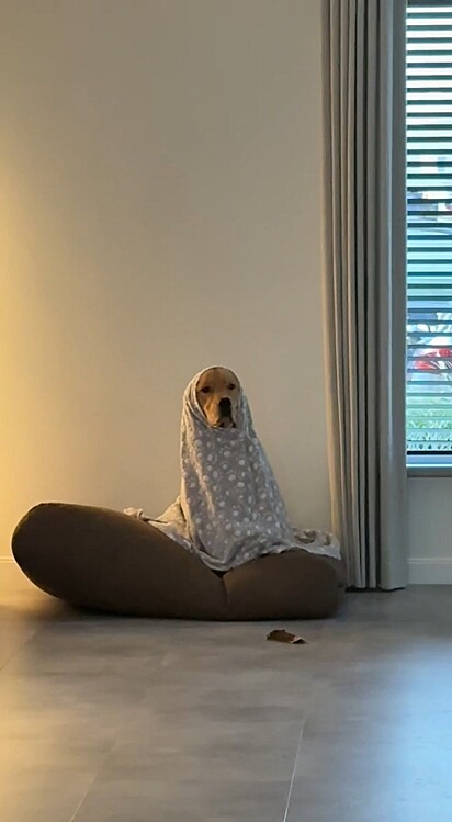 No entanto, o doce cão não lidou muito bem com a chegada de intrusos em sua residência.