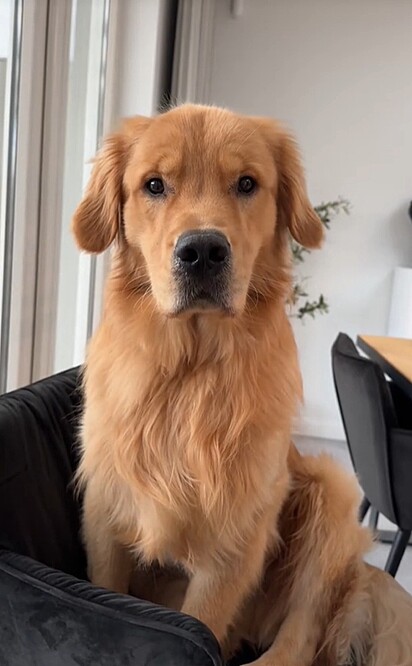 Bearson é um simpático golden retriever.