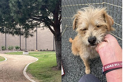 Abandonada em situação triste, cachorrinha ainda espera que donos voltem buscá-la.