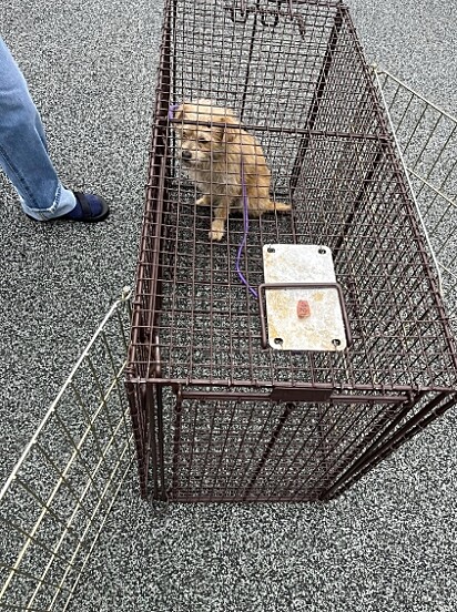 A cachorrinha finalmente estava segura.