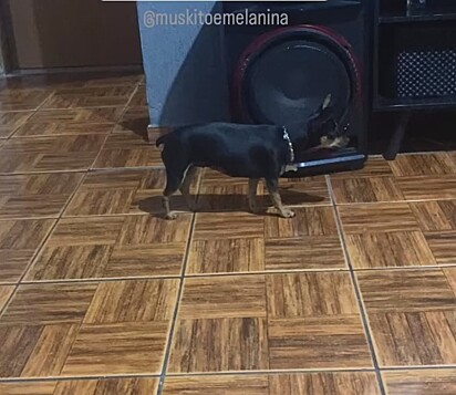 A pinscher Melanina chamou o irmão para um duelo bang bang.