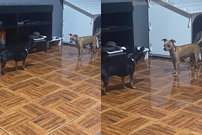 Em cena do mais alto nível da dramaturgia, cães pinscher interpretam um bang bang canino