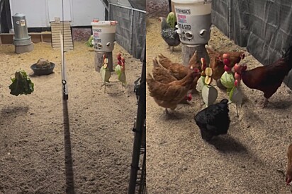 Esposa mostra como marido que ‘não queria galinhas’ prepara o café da manhã das aves