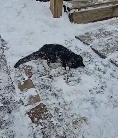 A felina parecia morta na calçada.