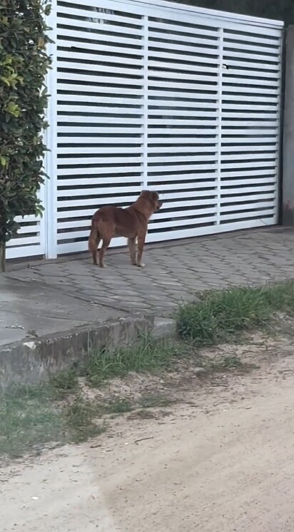 Para dar um sermão na canina, o dono mostrou a realidade de cães de rua.