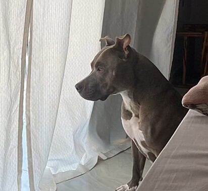 A pitbull Zara.