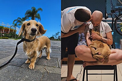 Meu cachorro me ajudou a vencer: Moça emociona ao contar com o seu cão foi vital para seu tratamento.