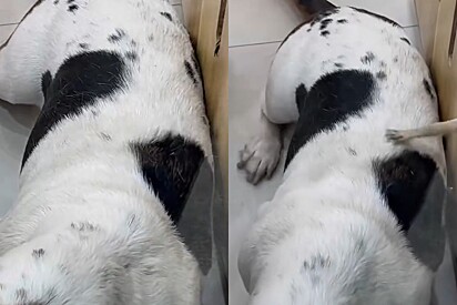 Mãos misteriosas ajudam cachorrinho Basset a se coçar e vídeo intriga internautas.