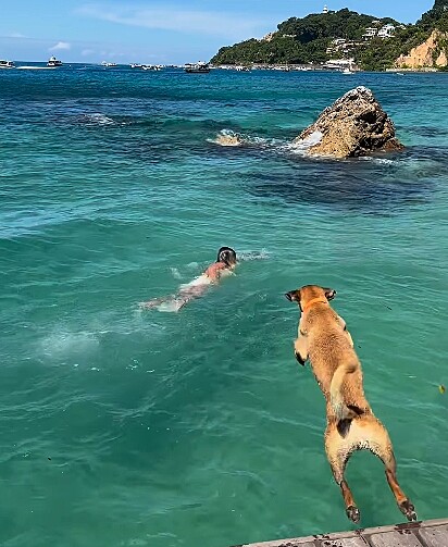 O cachorro vira-lata caramelo pulou no mar para, aparentemente, tentar salvar a mulher.