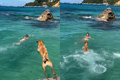 Todo mundo achou fofo vira-lata caramelo tentar salvar mulher no mar, mas na verdade ele tinha más intenções, argumentam internautas