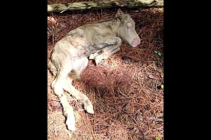 Mãe rejeita a própria filhote no momento que nasce, então equipe corre para ajudá-la.