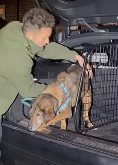 Em parceria com abrigos locais, JJ já acolheu em sua casa 22 cães resgatados.