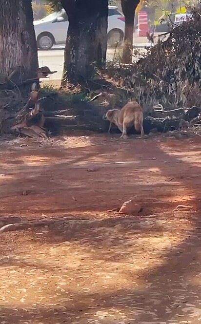 O cãozinho parecia completamente desamparado.