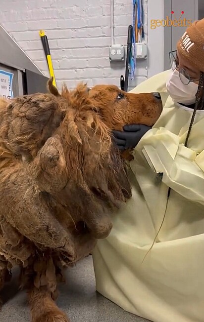 A canina estava com mais de 30 quilos de pelos sobre o corpo.