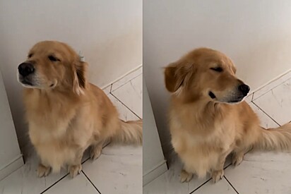 Conheça a golden retriever cujo único pecado foi amar demais 