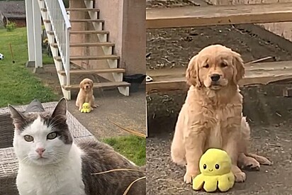 Cachorra dourada não sabe lidar com gata que rejeita amizade, até que tutores têm ideia genial