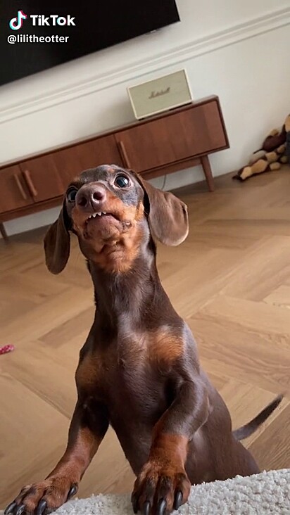 A tutora costuma chamar a cachorrinha de vampirinha.